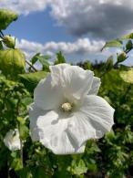 Pure white trumpet-shaped flowers that create a striking contrast against its dark green foliage. Adding elegance and grace to any garden.