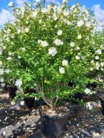 Hibiscus Syriacus White Chiffon is a stunning shrub with large, pure white blooms and semi-double petals, offering an elegant and soft touch to any garden.