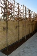 Pleached Hornbeam trees, under planted with white Hydrangeas offering great screening