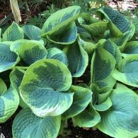 Green variegated Hosta in a woodland garden UK