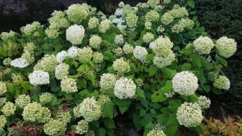 Elegant Hydrangea Annabelle flowering throughout the summer in the UK