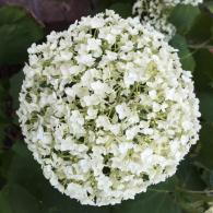 Elegant Hydrangea Annabelle flowering throughout the summer in the UK