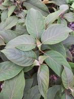 Hydrangea Aspera Hot Chocolate, chocolate foliage, dainty white lacecap flowers and attractive peeling bark in winter. A shrub for year round interest buy UK.