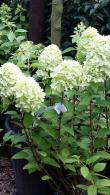 Hydrangea Paniculata Limelight for sale at our London nursery, UK