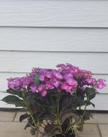 Hydrangea Macrophylla Dark Angel Purple Buy Online UK