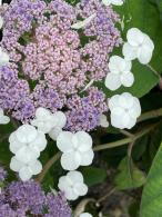 Hydrangea Macrophylla Libelle is a stunning variety with large, vibrant blue to purple blooms that create a bold and colorful display, perfect for adding drama to any garden.