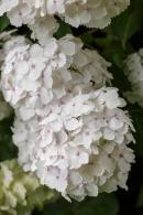 Hydrangea Madame Emile Mouillere White Flowering Variety of Hydrangea to buy online with UK delivery