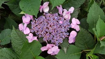 Hydrangea Macrophylla Hobella Pink, close up of blooms, UK