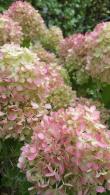 Hydrangea Paniculata Little Lime flowering, for sale at our UK plant centre in Crews Hill, North London