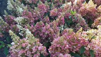 Hydrangea Pinky Winky showing early white blooms, buy online UK