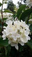 Hydrangea Paniculata Grandiflora, wide range of Hydrangeas for sale London garden centre UK