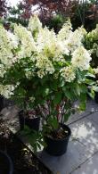 Hydrangea Pinky Winky showing early white blooms, buy online UK