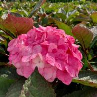 Hydrangea Preziosa is a dwarf variety of Mophead Hydrangea with a round head of large pink petals