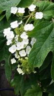 Hydrangea Quercifolia, Oak Leaved Hydrangea for sale online at our London plant centre, UK