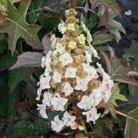 Hydrangea quercifolia Ruby Slippers Oakleaf Hydrangea with white flowers turning pink