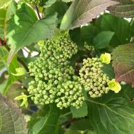 Hydrangea Serrata Blueberry Cheesecake flowering shrub plants for Sale Online UK