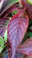 Hydrangea Serrata Bluebird variety to buy online. Many varieties of Hydrangeas for sale with UK delivery.