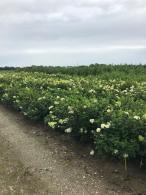 Hydrangea Paniculata Sundae Fraise is a compact variety featuring creamy white flowers that gradually blush to soft pink, adding charm and color to any garden.