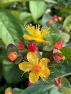 Hypericum Hidcote with red curled buds from which bright yellow flowers are emerging