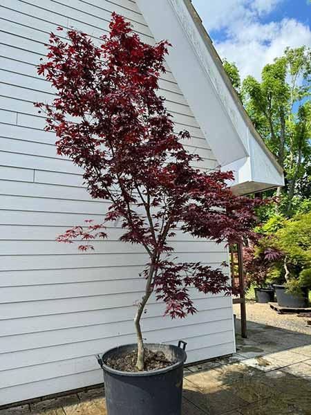 Acer Palmatum atropurpureum Unique Tree For Sale UK