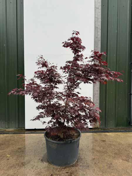 Acer Palmatum atropurpureum Unique Tree For Sale UK