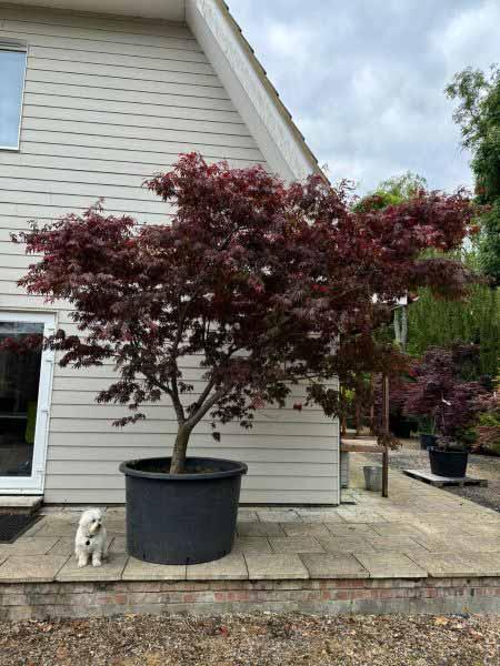 Acer Palmatum Bloodgood Unique Tree For Sale UK