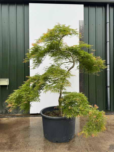 Acer Palmatum Dissectum Unique Tree For Sale UK