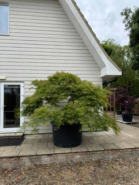 Acer Palmatum dissectum Unique Tree For Sale UK