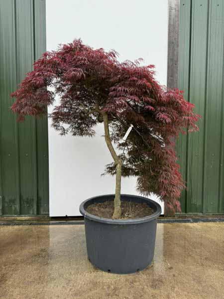 Acer Palmatum Dissectum Garnet Unique Tree For Sale UK