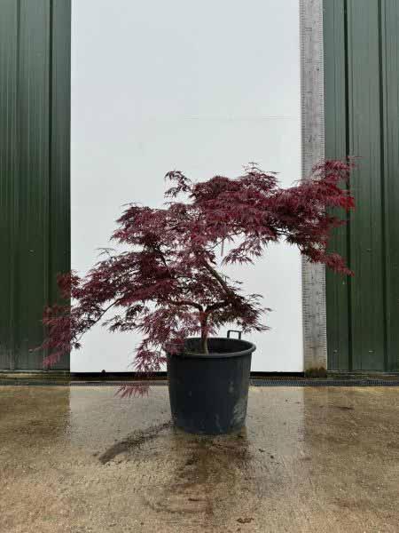 Acer Palmatum Dissectum Garnet Unique Tree For Sale UK