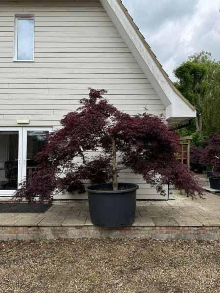 Acer Palmatum Dissectum Garnet Unique Tree For Sale UK