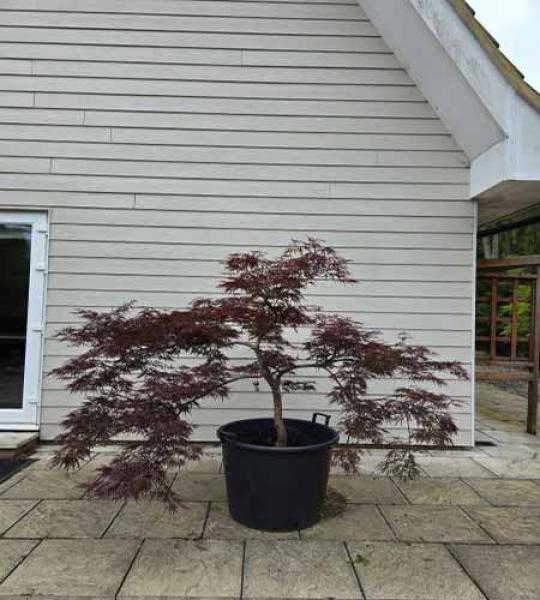 Acer Palmatum Dissectum Garnet Unique Tree For Sale UK