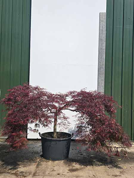 Acer Palmatum Dissectum Inaba Shidare Unique Tree For Sale UK