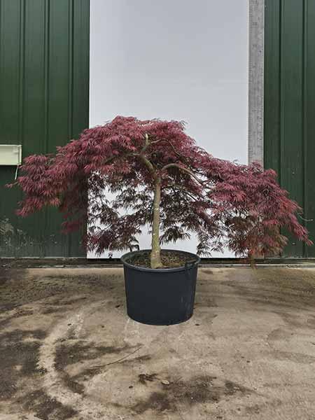 Acer Palmatum Dissectum Inaba Shidare Unique Tree For Sale UK