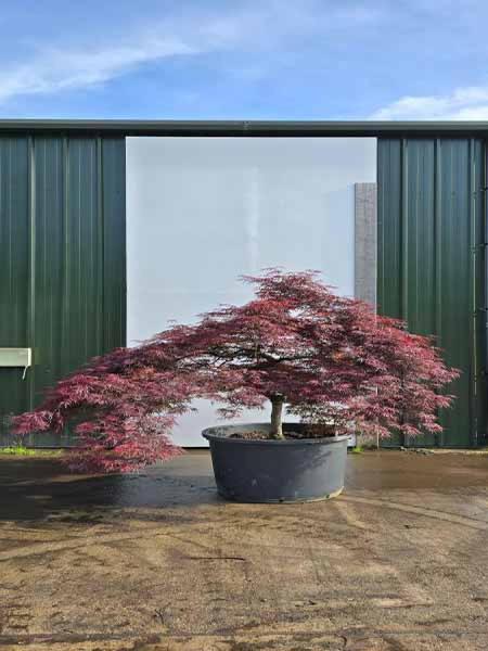 Acer Palmatum Dissectum Inaba Shidare 5216 - £3950 Mature Japanese Cloud Tree