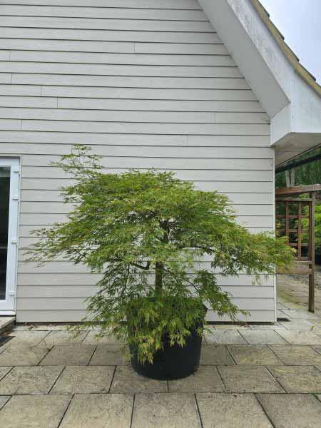 Acer Palmatum Dissectum Viridis Unique Tree For Sale UK