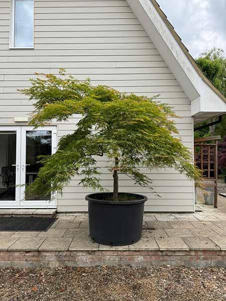 Acer Palmatum Dissectum Viridis Unique Tree For Sale UK