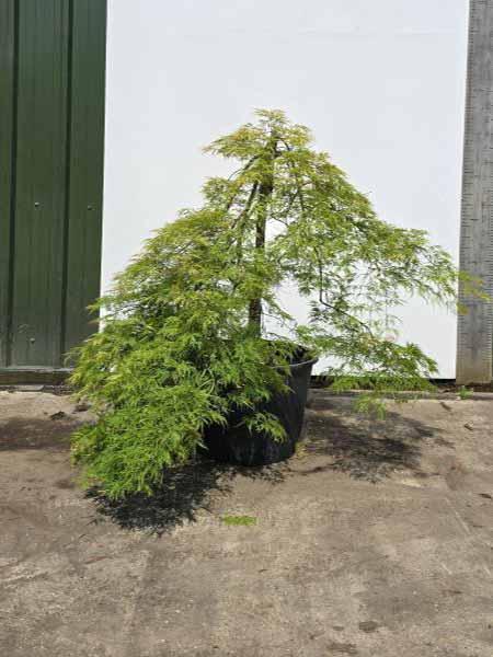 Acer Palmatum Dissectum Viridis Unique Tree For Sale UK