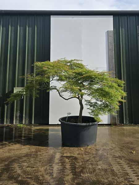 Acer Palmatum Dissectum Viridis Unique Tree For Sale UK
 