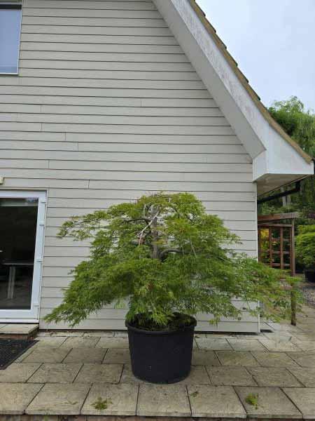 Acer Palmatum Dissectum Viridis Unique Tree For Sale UK