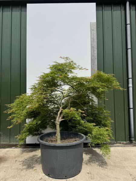 Acer Palmatum Dissectum Viridis Unique Tree For Sale UK
