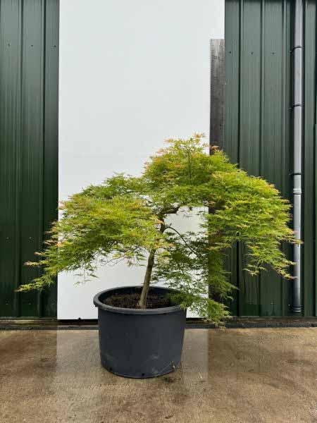 Acer Palmatum Dissectum Viridis Unique Tree For Sale UK