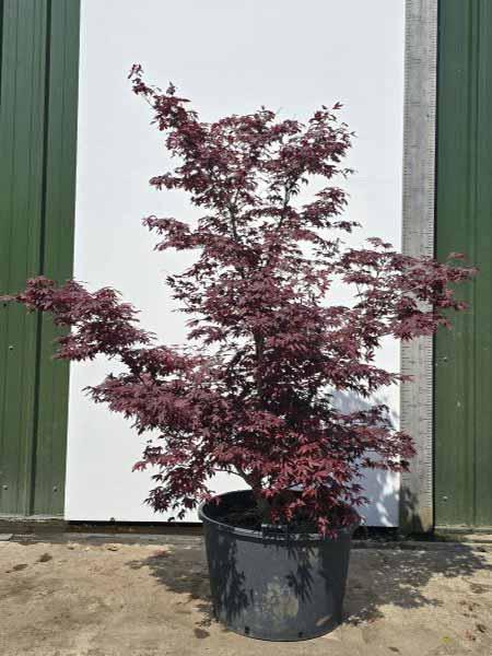 Acer Palmatum Fireglow Unique Tree For Sale UK