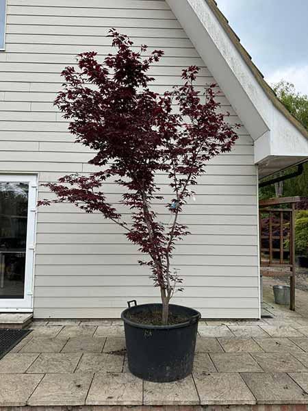 Acer Palmatum Fireglow Unique Tree For Sale UK
 