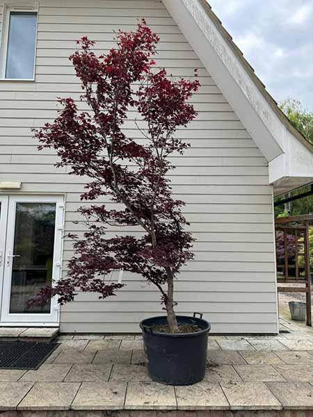 Acer Palmatum Fireglow Unique Tree For Sale UK