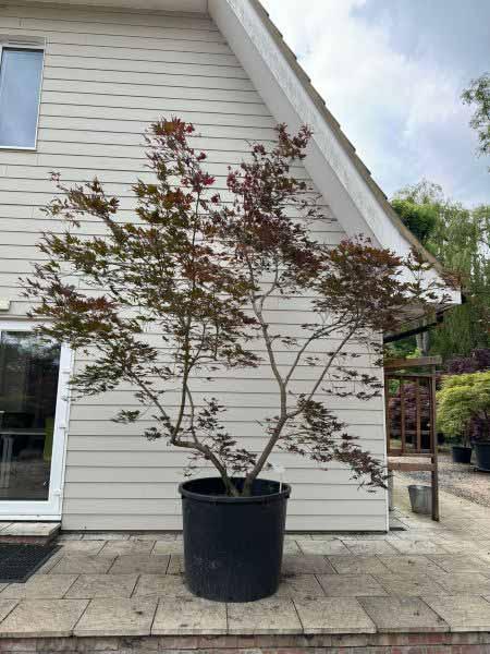 Acer Palmatum Masu Kagami Unique Tree For Sale UK