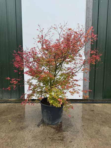 Acer Palmatum shindeshojo Unique Tree For Sale UK