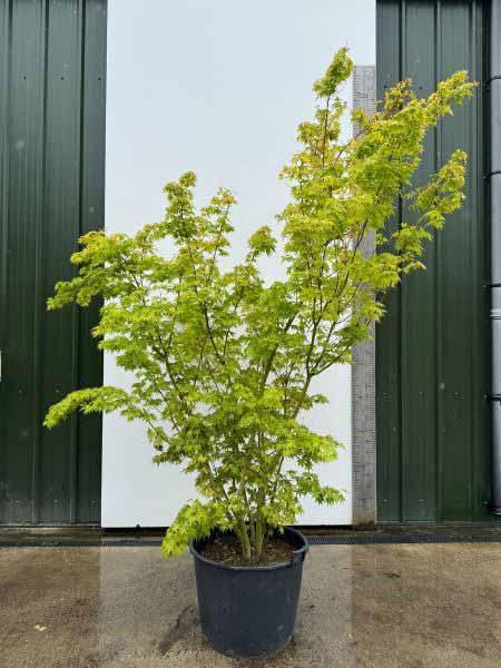 Acer Palmatum Viridis Unique Tree For Sale UK