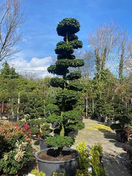 chamaecyparis obtusa stadtlohn Unique Tree For Sale UK