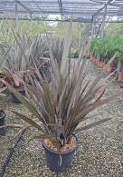 Phormium Tenax Purpurea, New Zealand flax plant which thrives in coastal areas, buy online UK